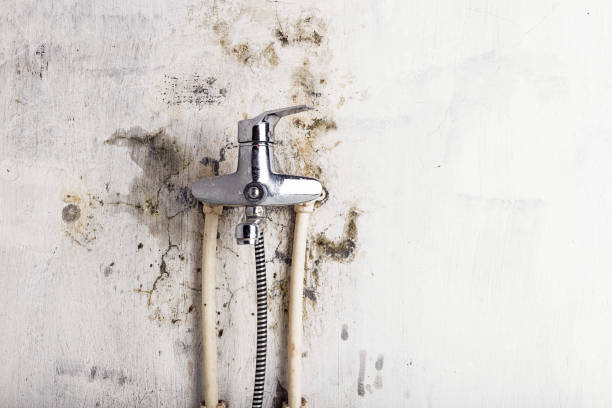 Best Best Mold Removal Companies  in Berne, IN