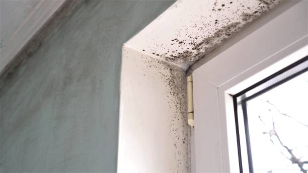 Mold Testing and Removal in Berne, IN