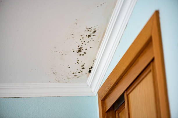 Best Mold Testing  in Berne, IN