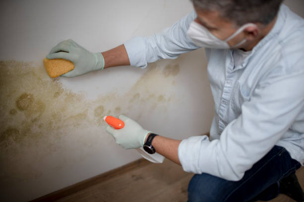 Best Black Mold Removal  in Berne, IN
