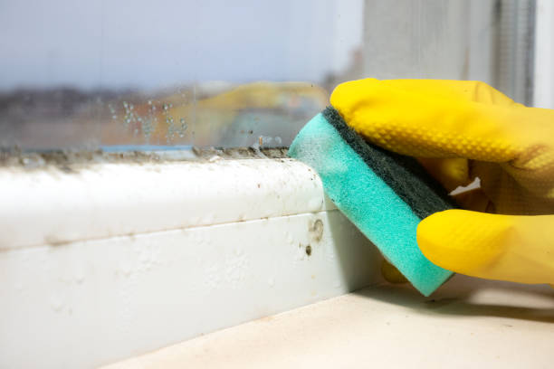 Best Residential Mold Removal  in Berne, IN
