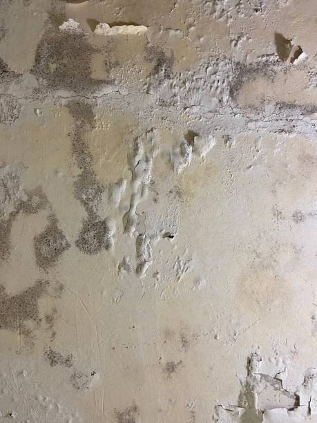 Best Fast Mold Removal  in Berne, IN