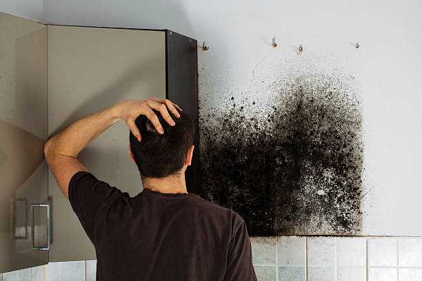 Best Mold Removal Near Me  in Berne, IN