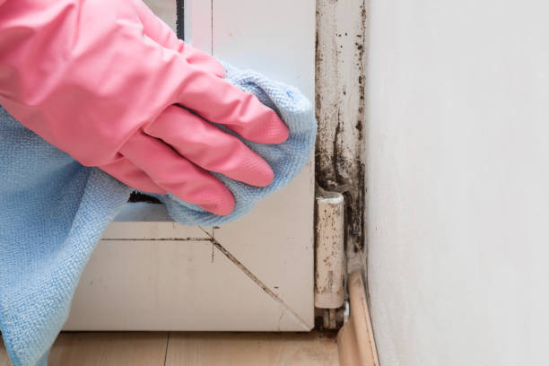 Best Professional Mold Removal  in Berne, IN