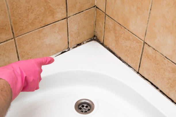 Best Commercial Mold Removal  in Berne, IN