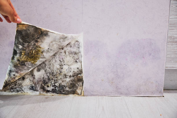 Trusted Berne, IN Mold Removal Experts